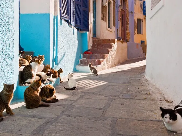 Many cats resting on the steps and street of a Greek village